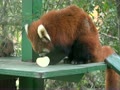 羽村市動物公園　レッサーパンダ　リンゴを食べる玲玲（リンリン）　Red panda Rin rin