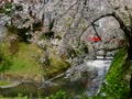 桜吹雪の弘前公園