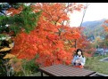 胸に染みる旭山公園の紅葉♪　BGM　by Haruka（カバー　あいたい）.wmv