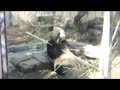 2014-01上野動物園パンダ